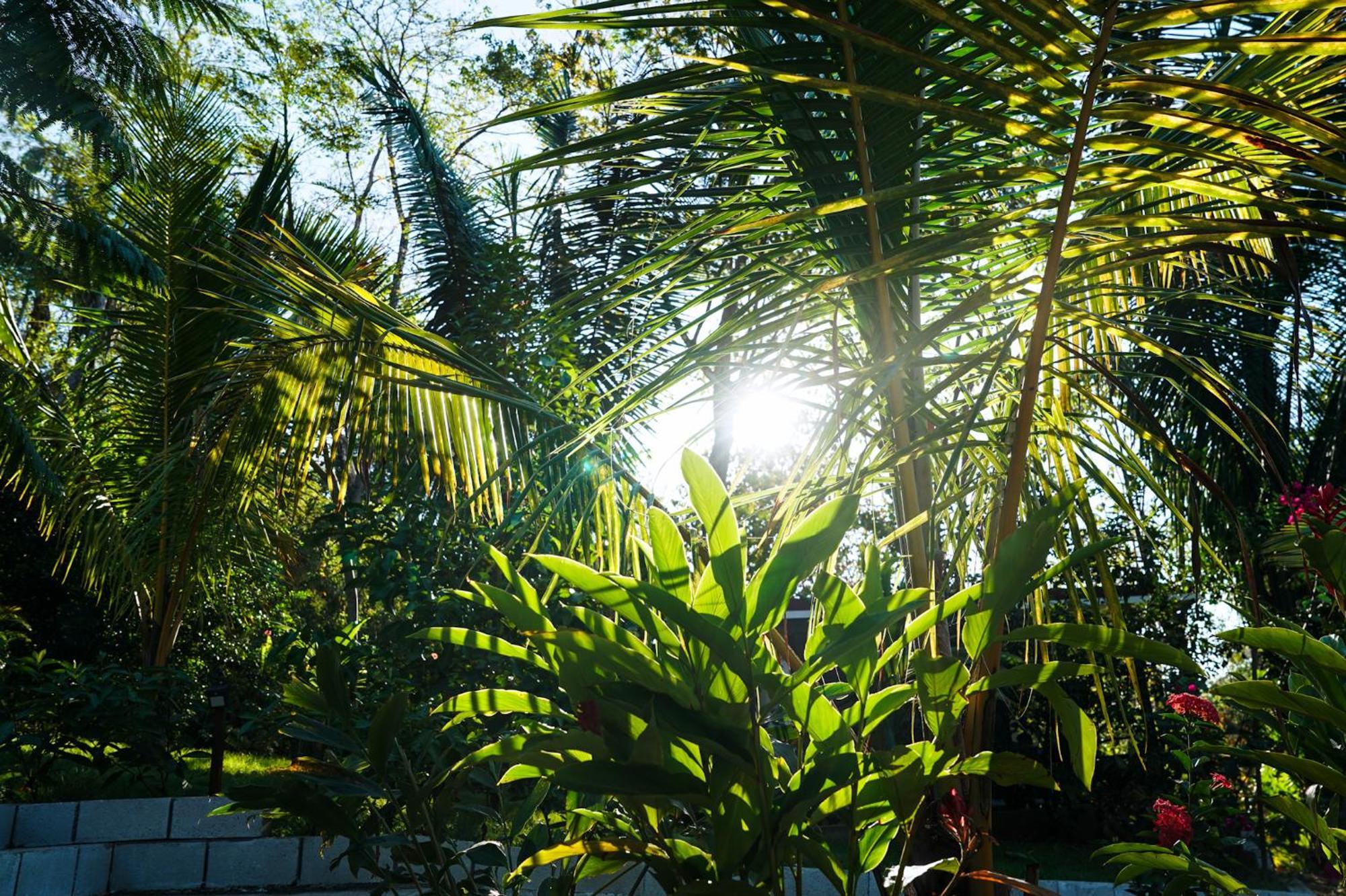 House In The Palm Forest Puerto Carrillo Luaran gambar