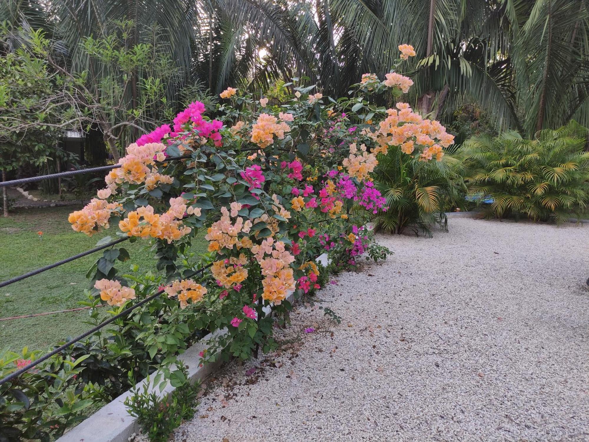 House In The Palm Forest Puerto Carrillo Luaran gambar